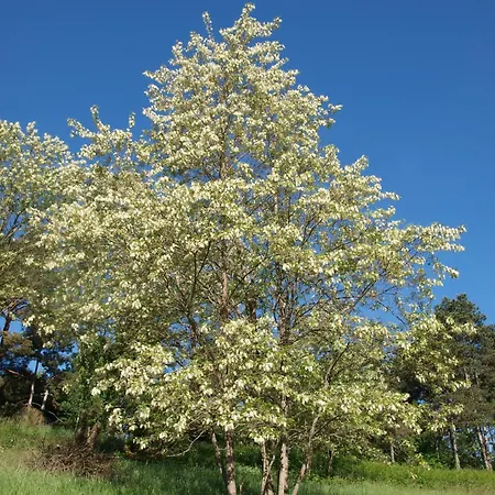 L'hirondelle - La Cipiere * Peyzac-le-Moustier