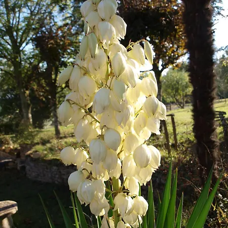 L'hirondelle - La Cipiere * Peyzac-le-Moustier